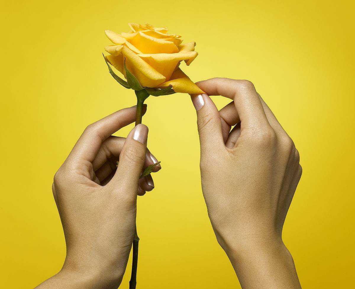 玫瑰花怎么修枝视频教程,玫瑰花怎么养才不会枯萎放洗洁精