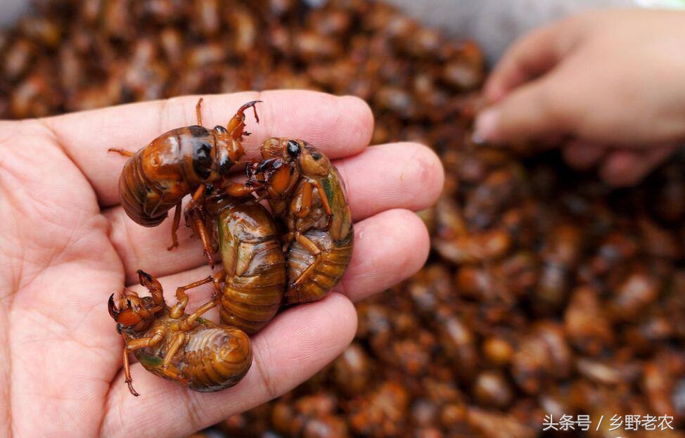 捉金蝉最佳方法,怎么抓金蝉最好方法