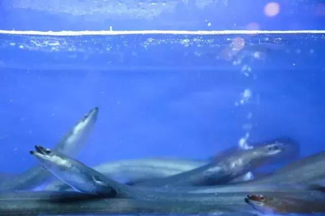 宁波日料自助,宁波最好的一家日料店