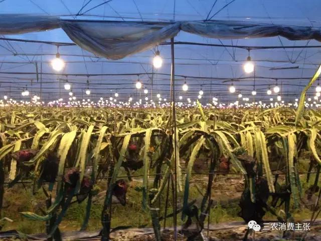 鍐滄潙鐏緳鏋滅伅鍏夌,鐏緳鏋滃熀鍦板闂翠笂婕旂伅鍏夌