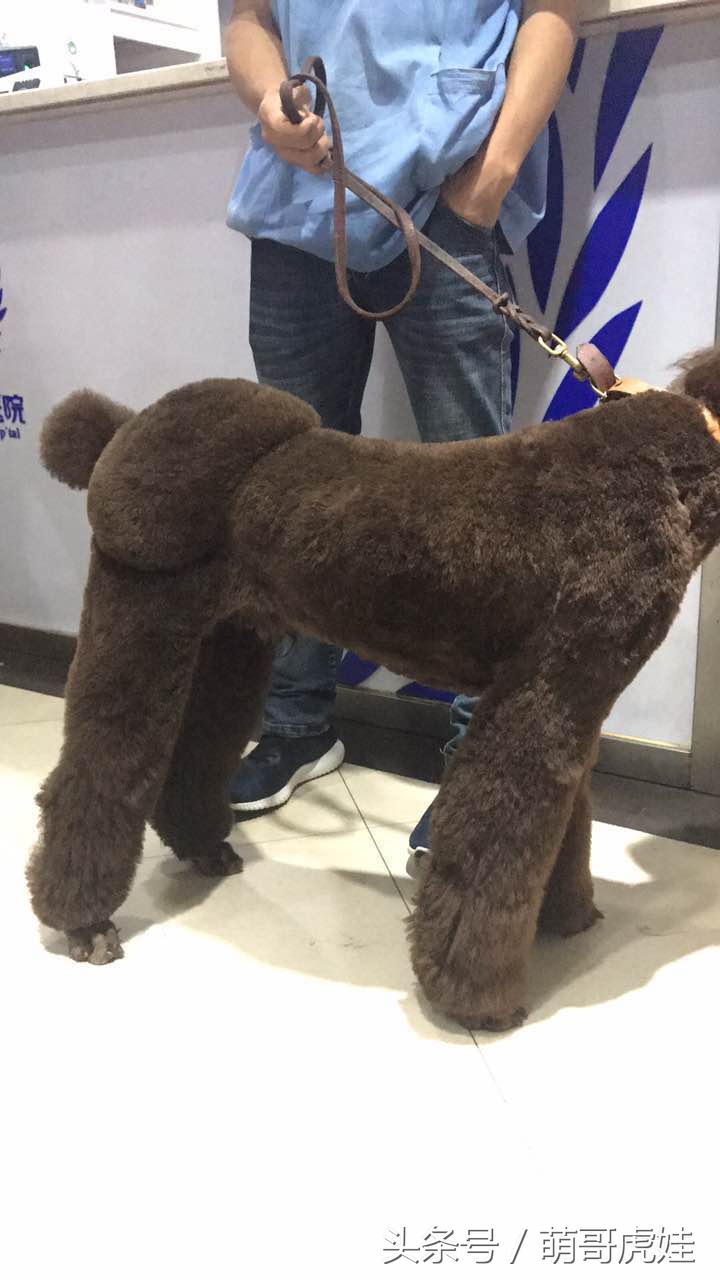 主人给大贵宾剪了个奇葩的新造型,自带屁垫儿,便便时好像穿着小裤裤