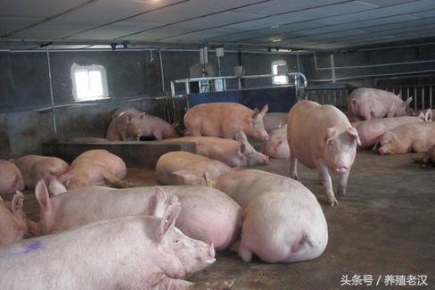 猪人工授精:你真的会查情吗?如何有效的查情?