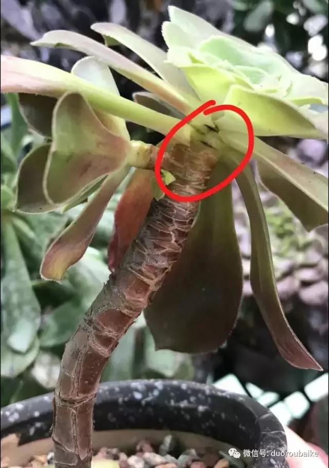 黑法师根部黑腐应该怎么处理,法师黑腐最佳治疗方法