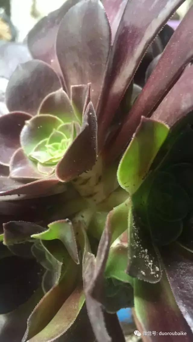 黑法师根部黑腐应该怎么处理,法师黑腐最佳治疗方法