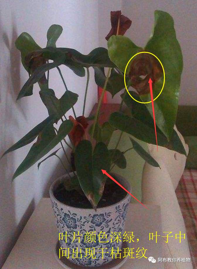 绿萝植物养护,绿萝植物养护知识