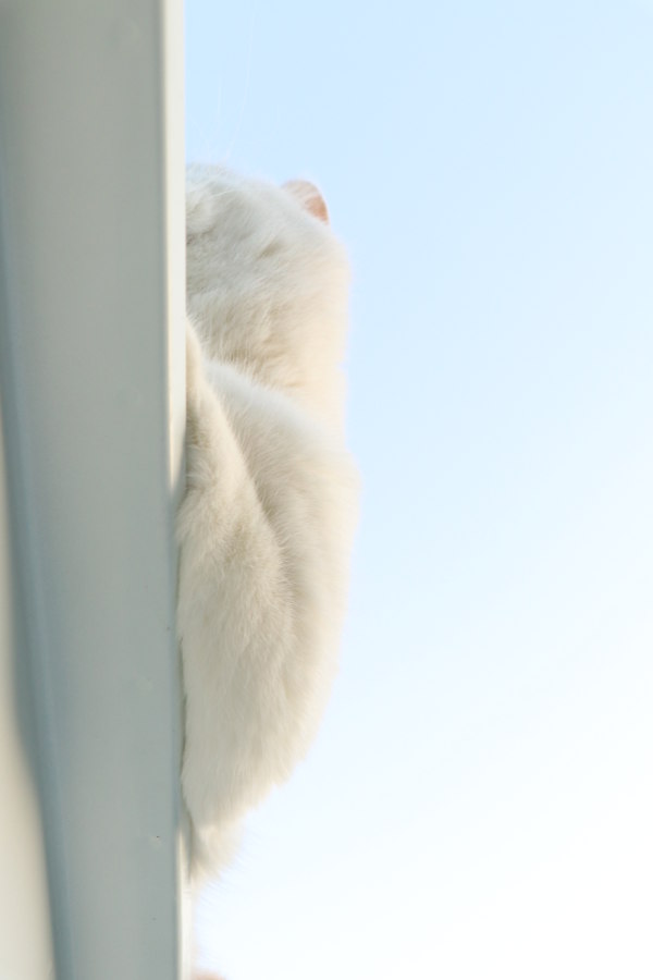 你也养猫也养狗是什么体验,养猫是一种什么体验