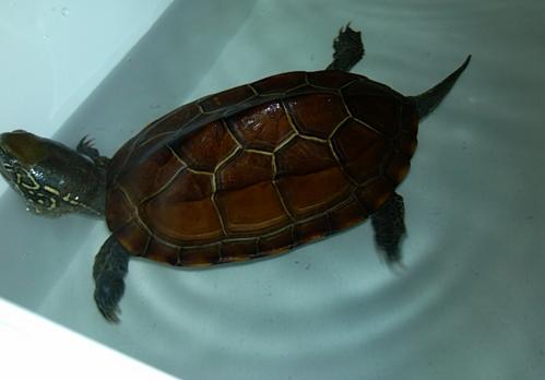 宠物龟怎么喂养吃什么,绿色的宠物龟怎么喂养