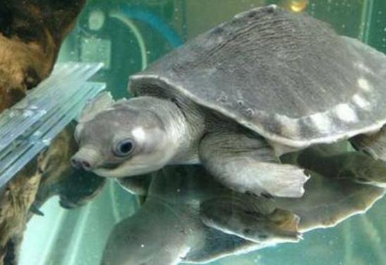 宠物龟一般养哪种比较好,家养宠物龟冬季怎么喂养