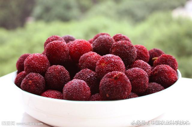 杨梅好吃树难栽下联,杨梅树难栽种么