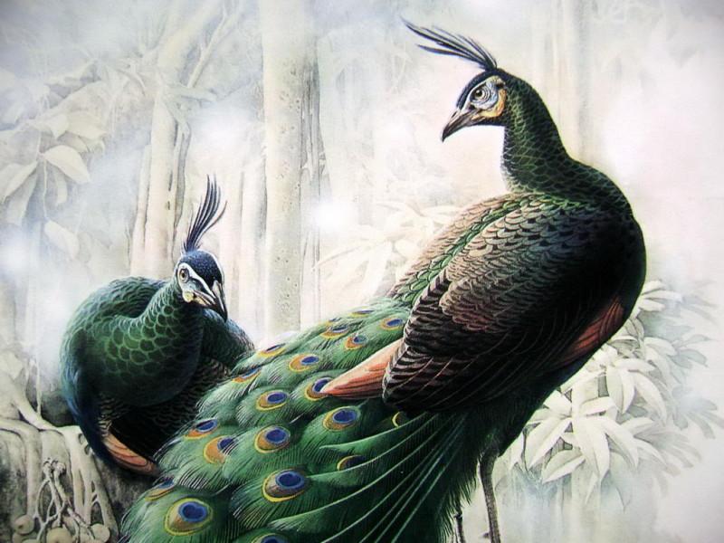 孔雀开屏的图片国画孔雀的画法,国画孔雀的画法图片