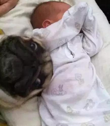 巴哥委屈吗,巴哥眼里泪汪汪的怎么回事