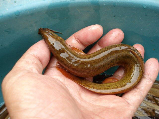 臭泥巴里面的鱼,臭泥沟里有黄鳝