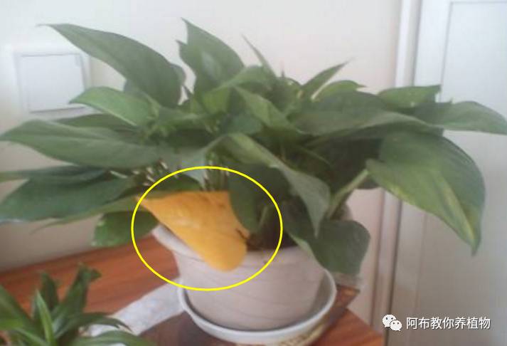 绿萝植物养护,绿萝植物养护知识