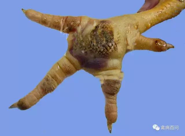 鸡吃喝正常突然腿瘸,鸡从高处蹦下来腿瘸了怎么办