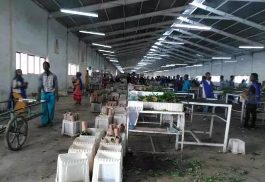 世界最大的玫瑰基地,世界最大玫瑰种植园