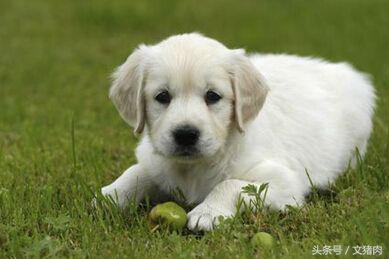 如何看自家狗狗是什么星座的,12星座对应的狗狗是哪个星座