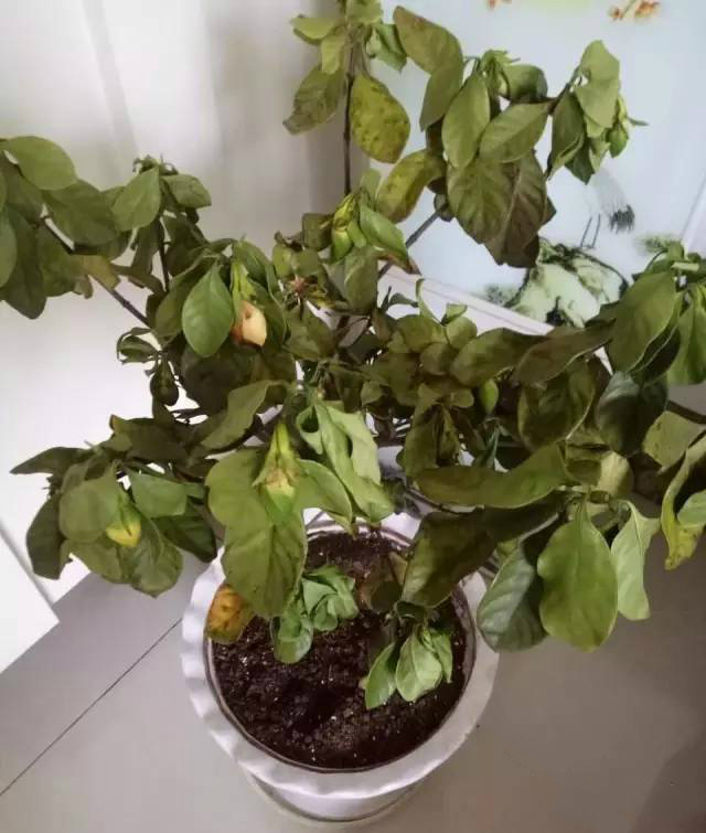 栀子花蔫了，问题可能出于这几个方面