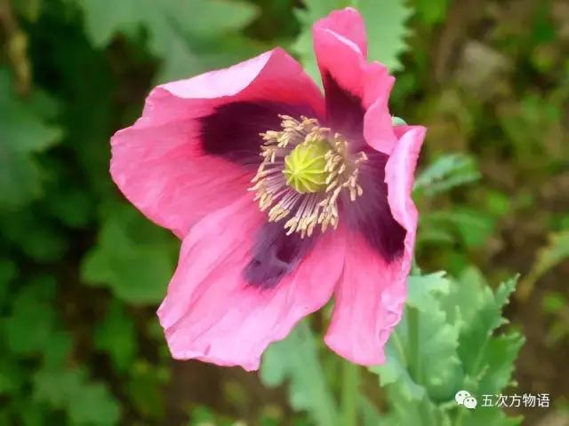 虞美人与虞美人,虞美人深度解析