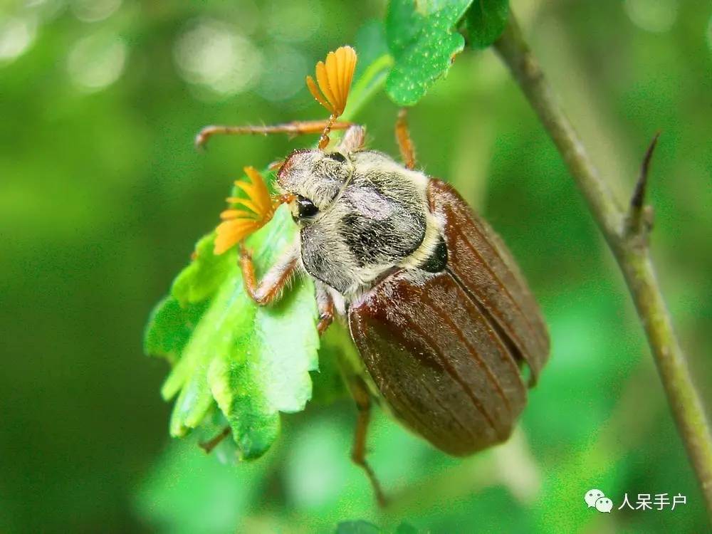 昆虫的嗅觉非常灵敏,昆虫没有嗅觉吗