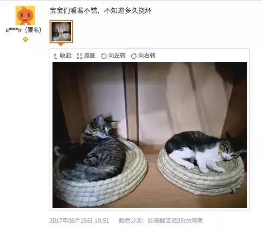 从让人捧腹的铝盆和鸡窝大抢购,看猫咪用品创业商机