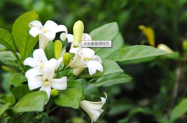 米兰花是热带花吗,米兰花属于兰科植物吗