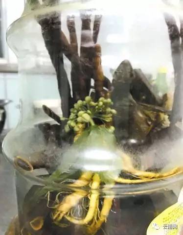 昆明催乳师多少钱,昆明催乳师