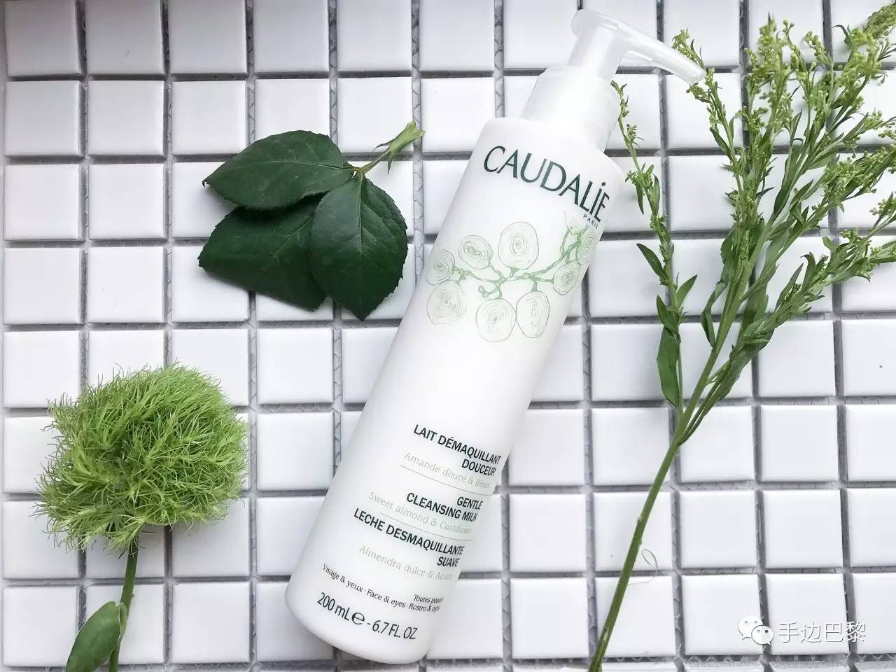 灵芝红茶红石榴,灵芝红茶蒲公英