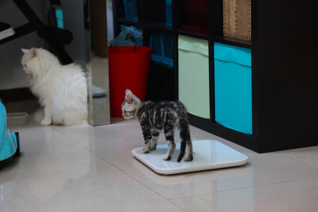 一只猫的生活意见读后感,一只猫的生命