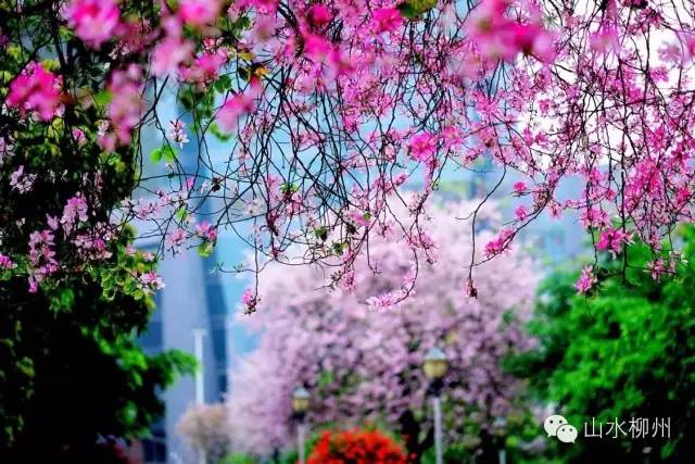 骑行柳州环江滨水观光道,柳州环江滨大道骑行