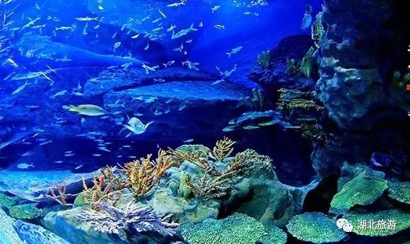 武汉海昌极地海洋公园一日游日记,一日一景看地球