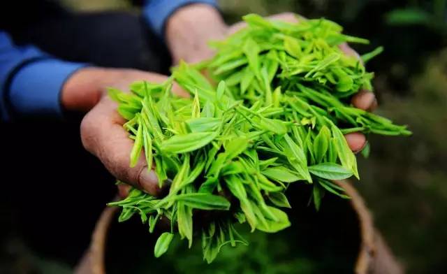 房山采摘节,2023年五峰采茶节