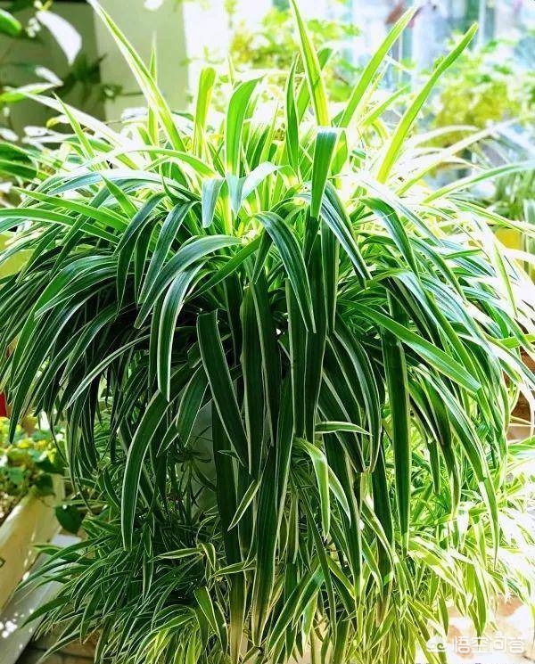 吊兰黄叶,吊兰黄叶怎么办用什么方法