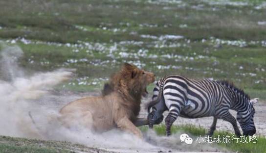 可能是最全的,肯尼亚坦桑尼亚动物百科。小地球耗时一周整理!