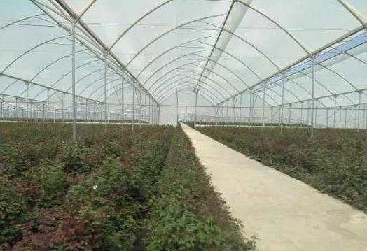 世界最大的玫瑰基地,世界最大玫瑰种植园