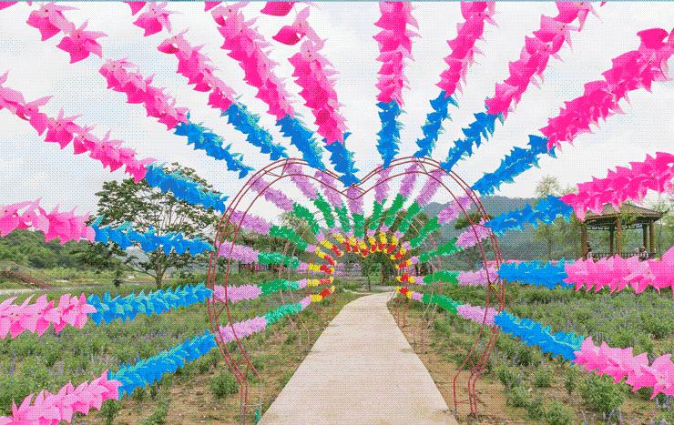 刘家旺普罗旺斯薰衣草花海,法国普罗旺斯薰衣草花海唯美视频