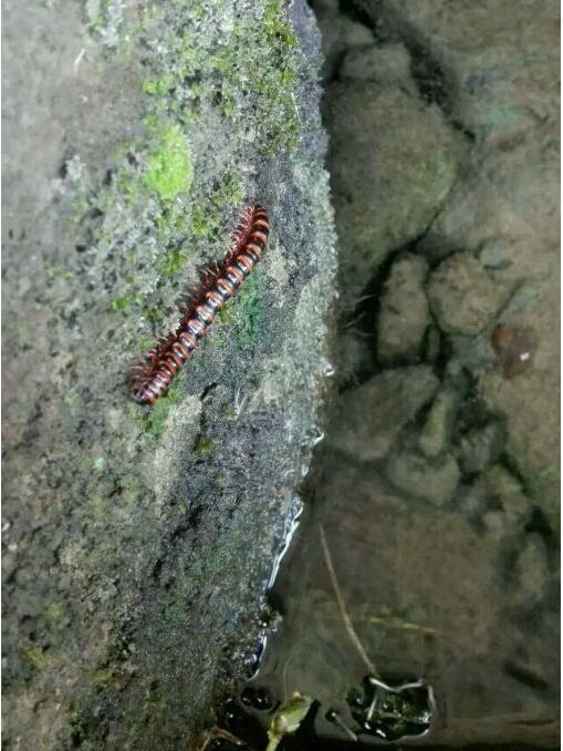 中华草龟与台湾草龟,中华草龟跟草龟有什么区别图