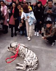 虽然她不是一个好新娘，但绝对是一个好队友！