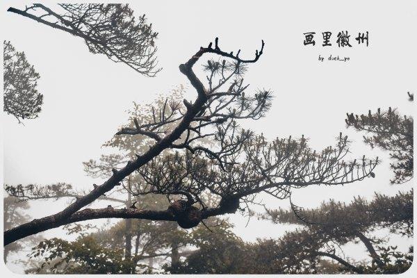 黄山四绝之一奇松介绍,黄山的四绝分别是奇松怪石