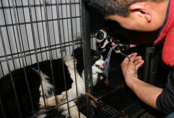 边牧接生,边牧生小狗怎么接生