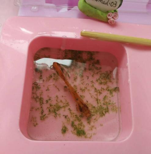 喜爱的金鱼死了怎么办？不如做成标本收藏起来