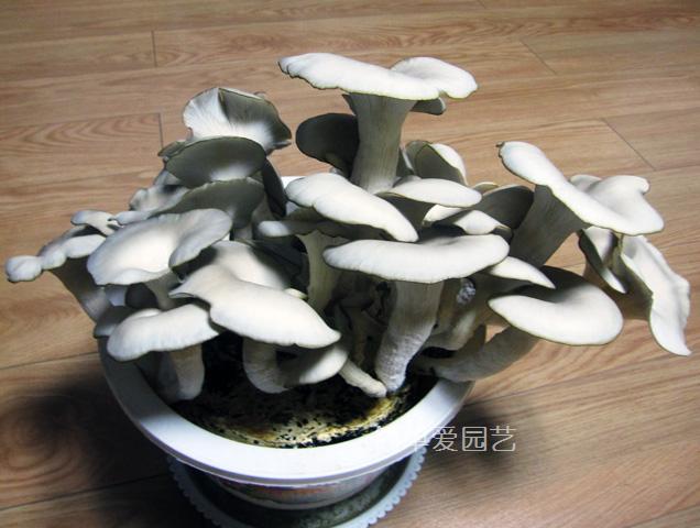 花盆里长蘑菇怎么办,花盆里长的黄色蘑菇有毒吗