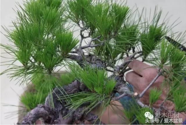 爱木盆景｜文人树《神仙》改作实录，小林国雄亲自示范松树盆景整型，艺术无国界，好的我们需要学习