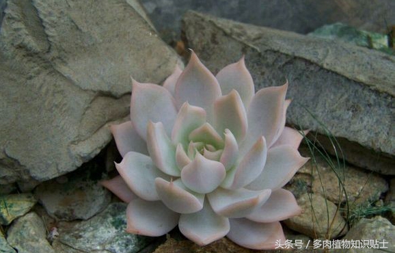 繁殖能力强又好养的多肉,培育杂交植物