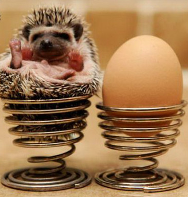 还可以养这样的宠物！初识非洲迷你刺猬