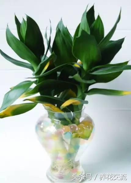 鸿运当头水培植物的养护方法,9种超级好养的水培植物养护下集