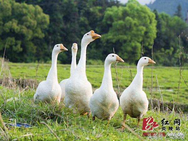 美丽炎陵，一个您想要去而一定要去的地方