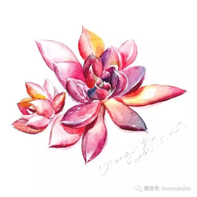 寻找最美中国绘画作品,寻找中国最美多肉手绘