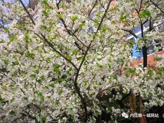 想穿校服,内江六中校服