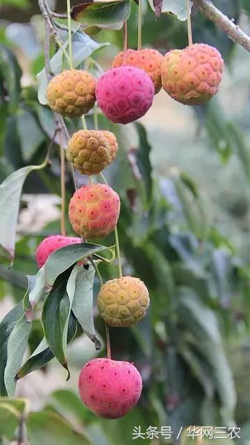 缅甸特产吃过3种算你牛？台州土特产出名啦看看有没有你老家的？网购的土特产都是家乡的味道？忻州特产？