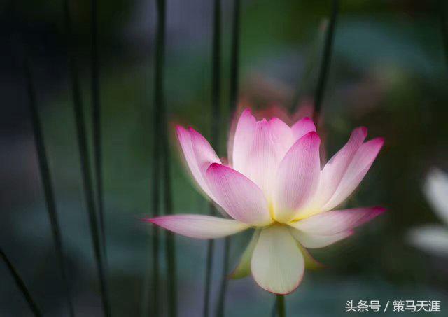 君子如荷出淤泥而不染图片,荷出淤泥而不染的隶书